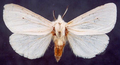 Spilosoma lubricipedum, color image