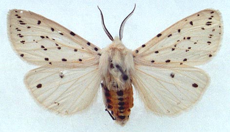 Spilosoma lubricipedum, color image