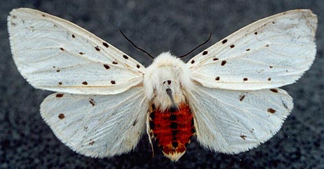 Spilosoma punctarium, color image