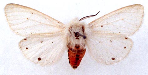 Spilosoma punctarium, color image