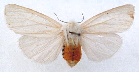 Spilosoma urticae, color image