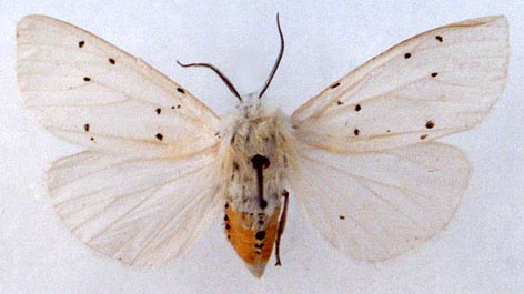 Spilosoma urticae, color image