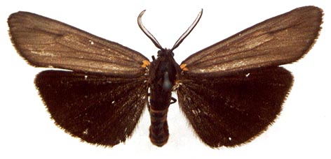 Spiris bipunctata, color image