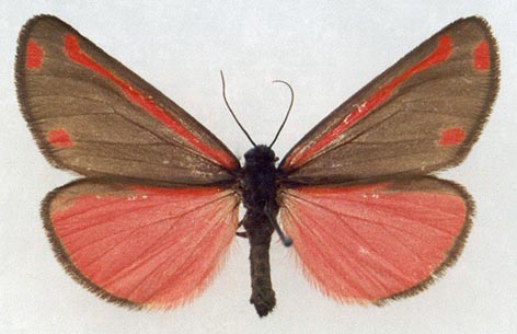 Tyria jacobaeae, color image