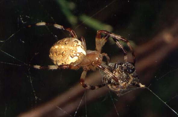 Araneus marmoreus, image in nature