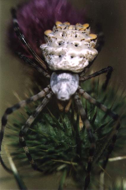 Argiope lobata, image in nature