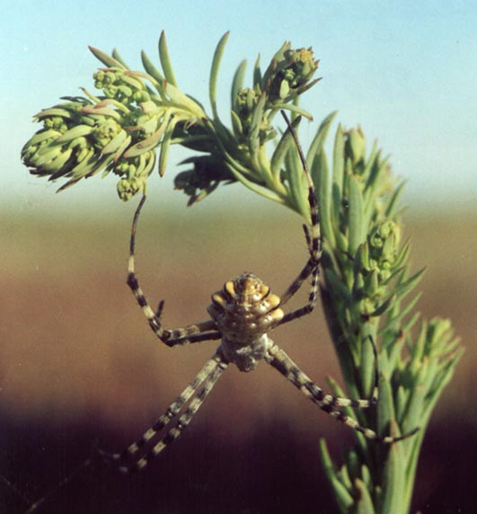 Argiope lobata, image in nature