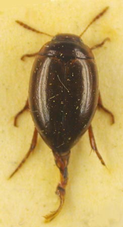 Agabus vereschaginae, paratype, color image