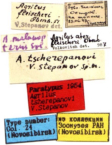 Paratype labels, color image