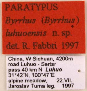 Paratype label, color image