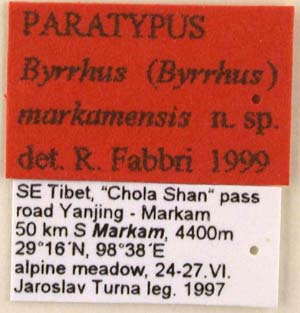 Paratype label, color image