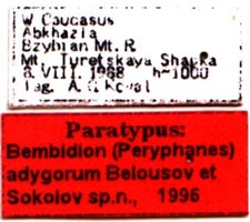 Paratype labels, color image