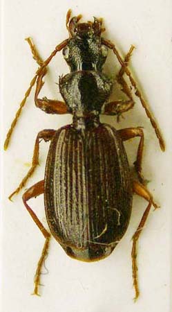 Cymindis laferi, paratype, color image