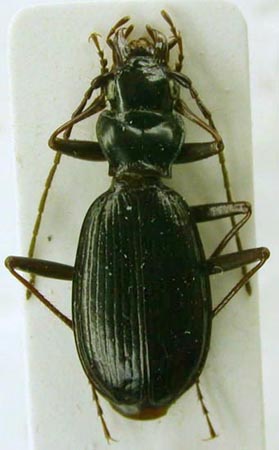 Nebria sajana sarlyk, paratype, color image