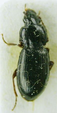 Pterostichus (Cryobius) davshensis, paratype, color image