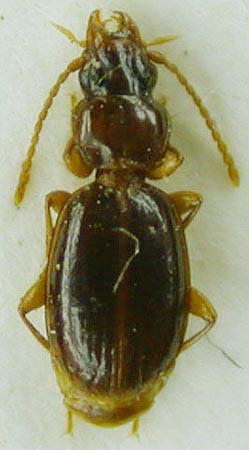 Trechus karasibensis, paratype, color image