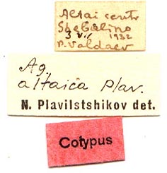 Paratype labels, color image