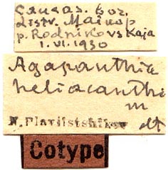 Paratype labels, color image