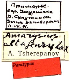 Paratype label, color image