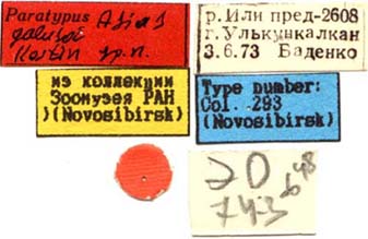 Paratype labels, color image