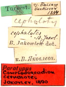 Paralectotype labels, color image