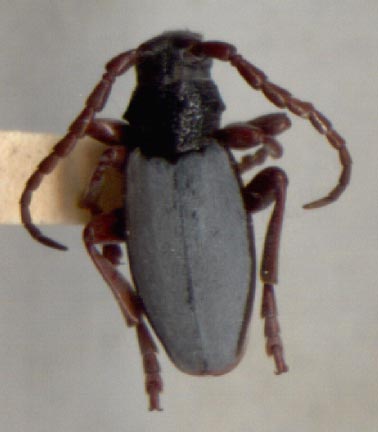 Dorcadion gorbunovi, paratype, color image