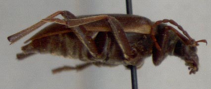 Evodinus eurinensis, holotype, lateral view, color image