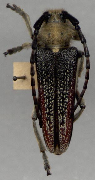 Mallosia galinae, color image