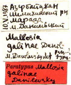 Paratype labels, color image