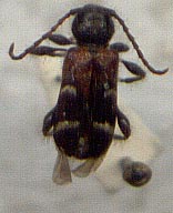 Phymatodes ermolenkoi, holotype, color image