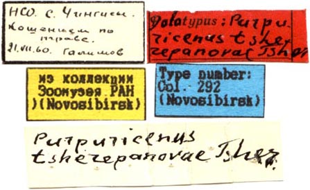 Holotype labels, color image