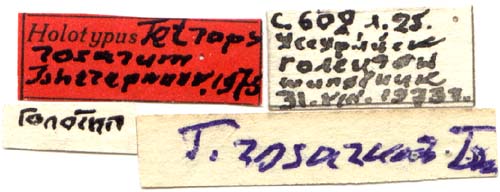 Holotype labels, color image