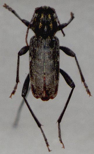 Xylotrechus nadezhdae, holotype, color image