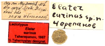 Lectotype labels, color image