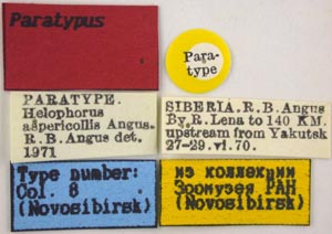 Paratype label, color image