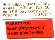 Paratype labels, color image