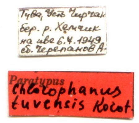 Paratype labels, color image