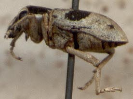 Chromonotus zaisanensis, allotype, color image