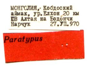 Paratype labels, color image