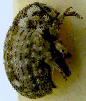 Cryptolarynx vitis, paratype, color image