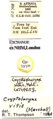 paratype labels, color image