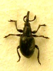 Diplapion saudiarabicum, paratype, color image