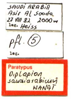 Paratype labels, color image