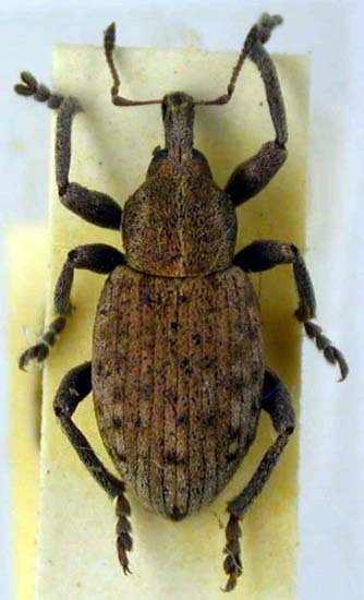 Glanis cupreus, holotype, color image