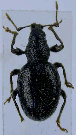 Otiorhynchus kuraicus, paratype, color image