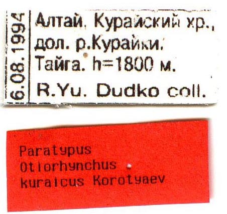 Paratype labels, color image