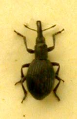 Perapion prasolovi, paratype, color image