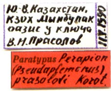 Paratype labels, color image