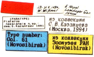 Paratype labels, color image