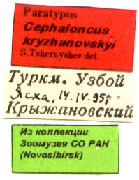 Paratype labels, color image